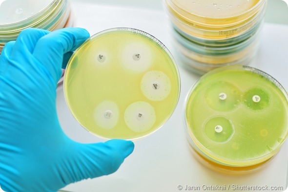 Antimicrobial susceptibility testing in petri dish
