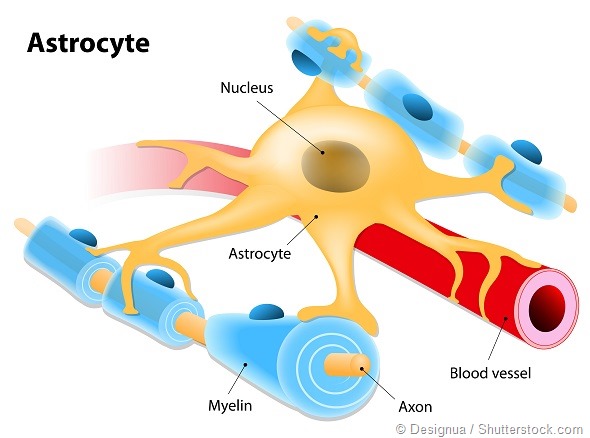 Astrocyte - a type of glial cell