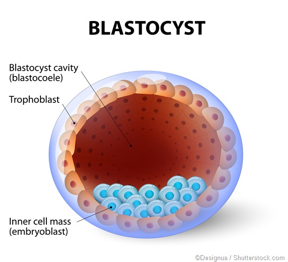 Blastocyst illustration