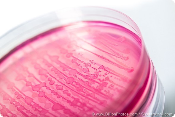 E. coli, Petri Dish, Bacterium