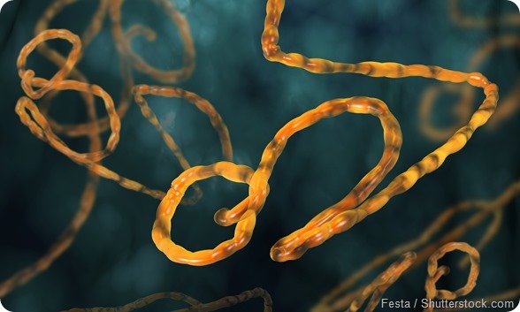 Ebola - 590