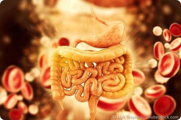 Human digestive system