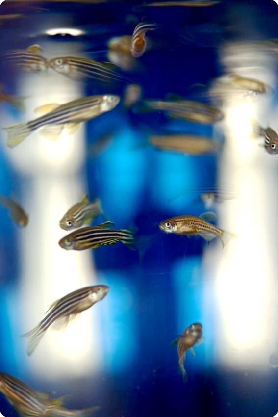 Zebrafish in the NERF labs: Model organisms to study signals in chemosensory system.
