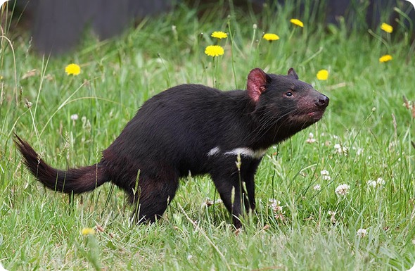 Tasmanian Devil Tasmanian Devil