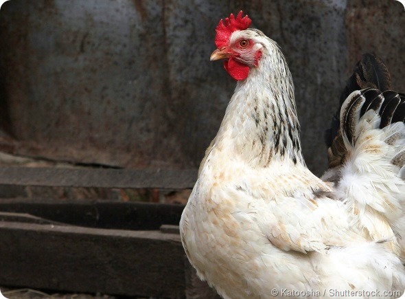 White chicken in a poultry yard