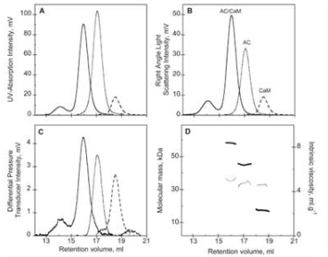 Size exclusion chromatography as followed by a triple detector array of AC (…), CaM (---), and the AC-CaM complex (-): (A) UV absorption chromatogram, (B) right angle light scattering chromatogram, (C) differential pressure chromatogram, and (D) molecular mass (left y axis, thick line) and intrinsic viscosity (right y axis, thin line) for each species.