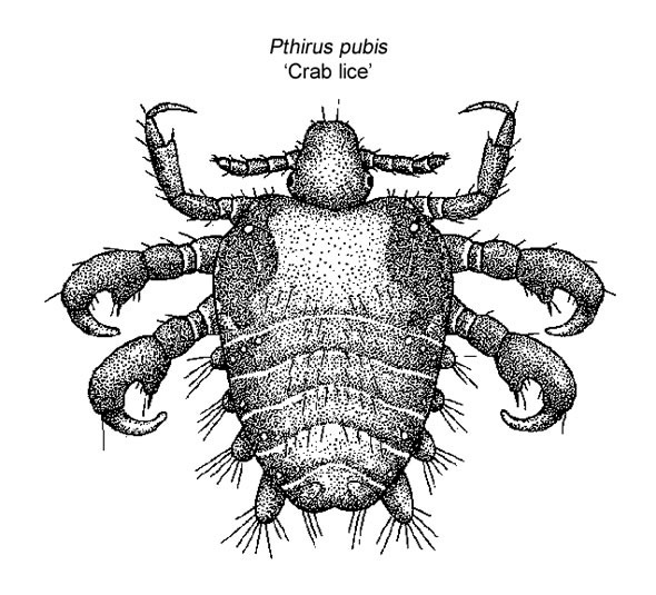 crab lice