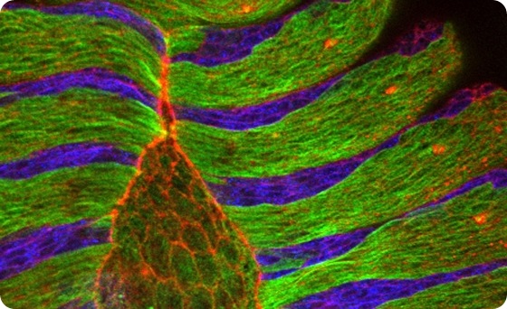 The microscope image of the dorsal closure of a fly embryo shows alternating stripes of epithelial cells with aligned microtubule bundles (green) and epithelial cells treated with a microtubule-destroying drug (blue). Labelled in red is the protein actin that lines the border of cells, particularly the amnioserosa cells occupying the eye-shaped opening. The microscope image of the dorsal closure of a fly embryo shows alternating stripes of epithelial cells with aligned microtubule bundles (green) and epithelial cells treated with a microtubule-destroying drug (blue). Labelled in red is the protein actin that lines the border of cells, particularly the amnioserosa cells occupying the eye-shaped opening.
