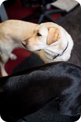 medical detection dogs