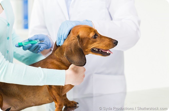medicine, pet, animals, health care and people concept - close up of veterinarian doctor with syringe making vaccine injection to dachshund dog at vet clinic