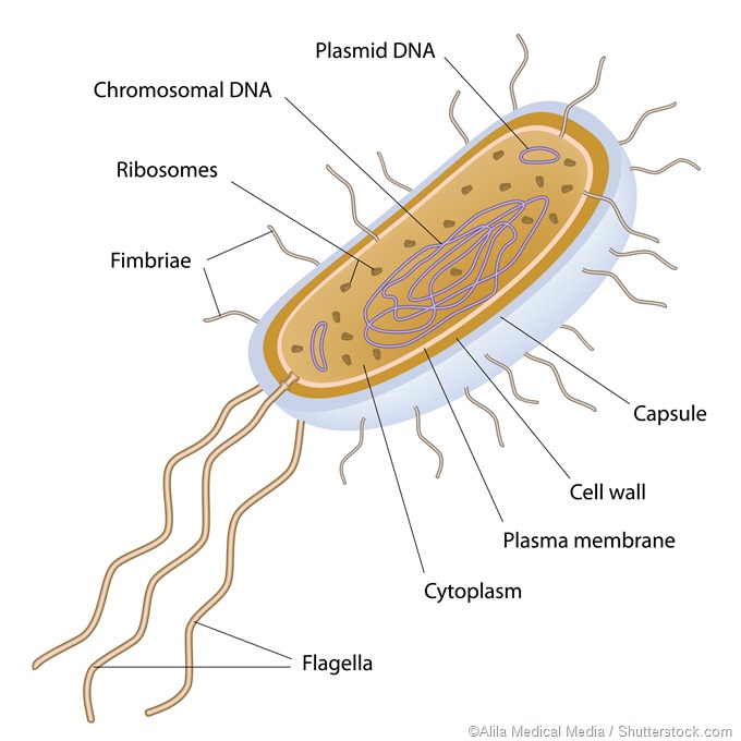 prokaryotic cell