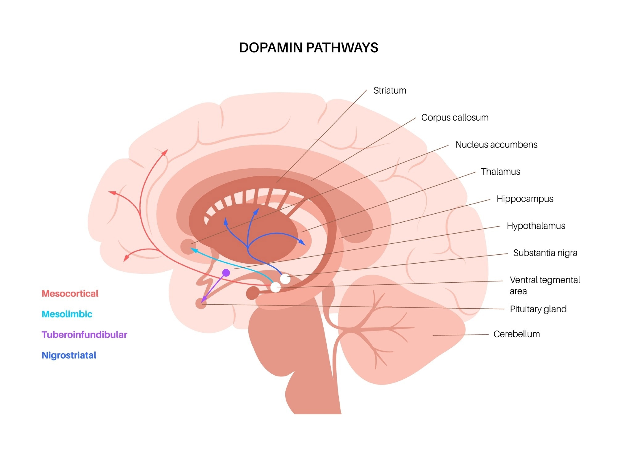 Dopamine pathways in the human brain. Image Credit Pikovit / Shutterstock