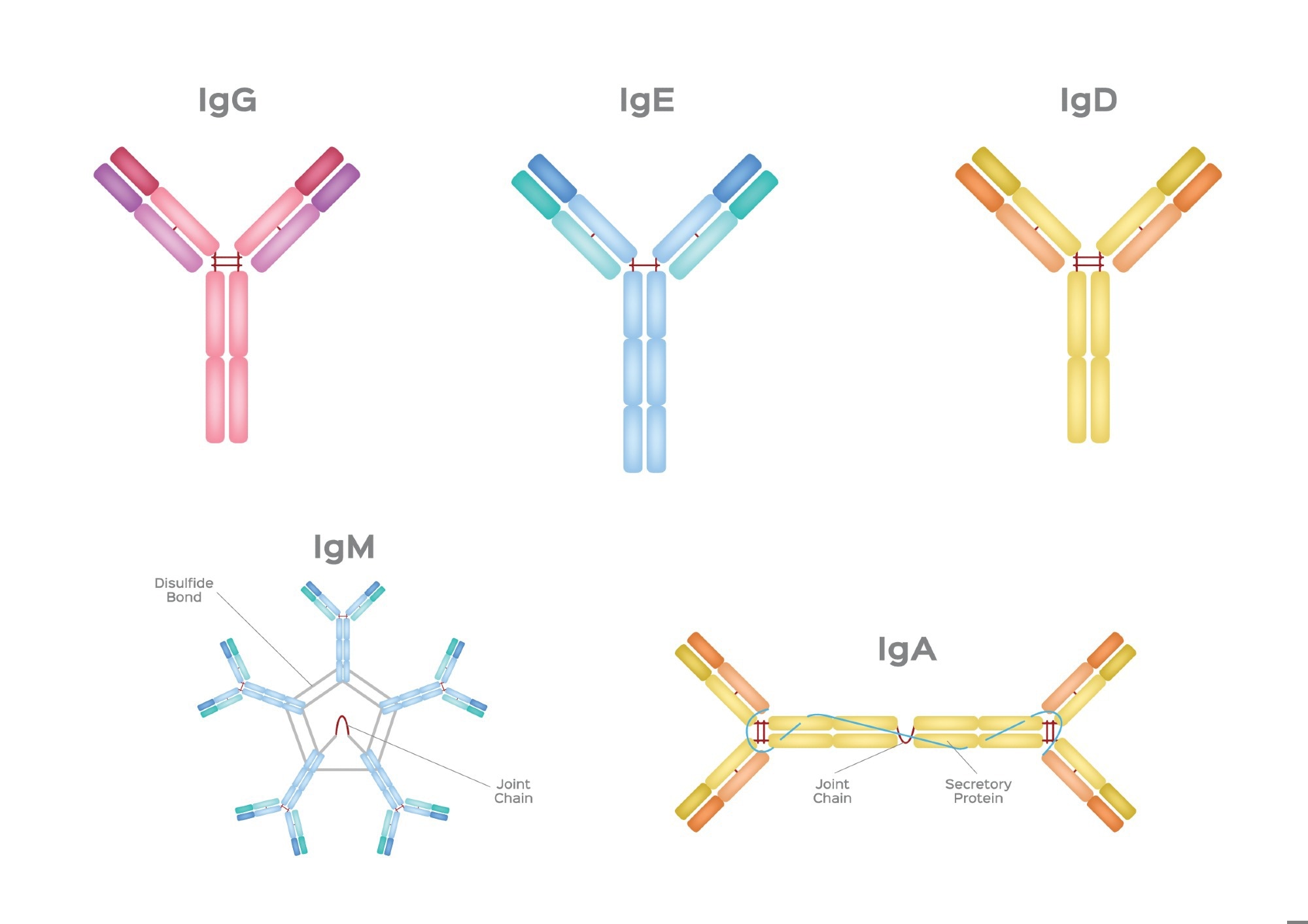 Diagram showing the structural differences among the five main antibody types: IgG, IgE, and IgD in Y-shaped monomers, IgM in a pentameric form, and IgA as a dimer with a secretory protein and joint chain.