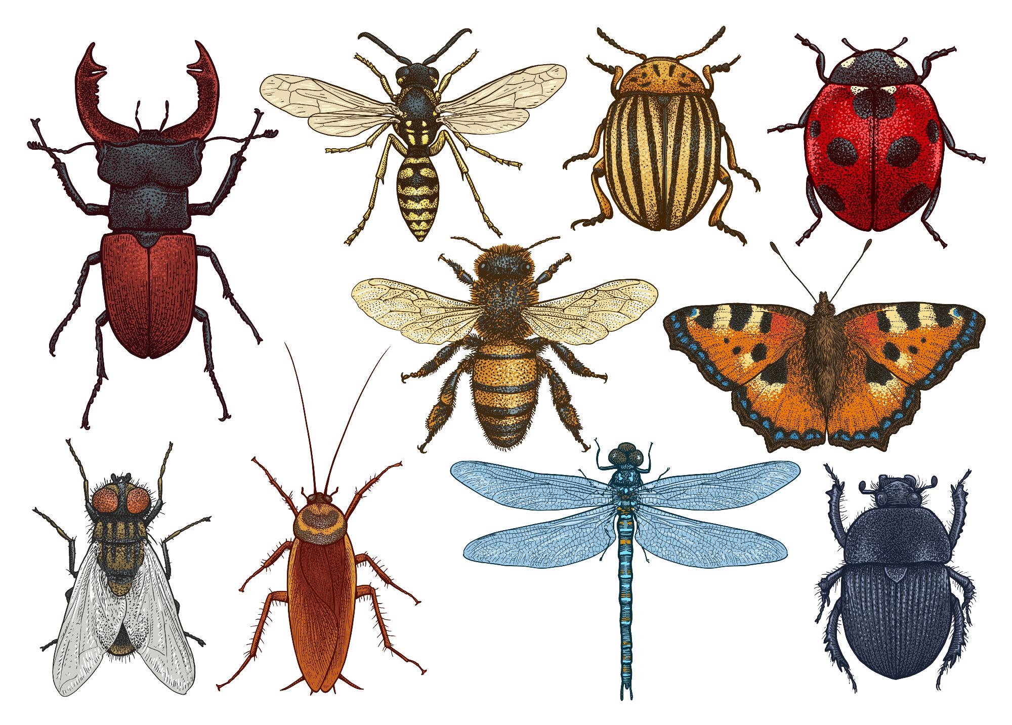 Insects