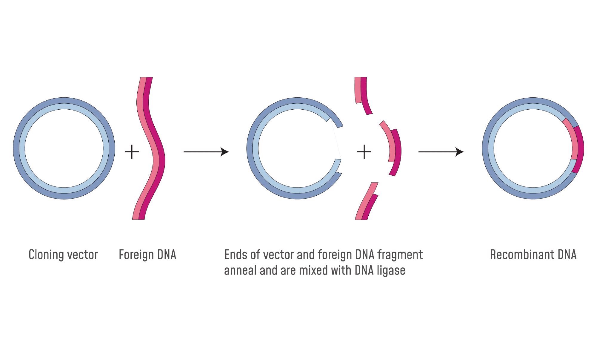 Molecular cloning
