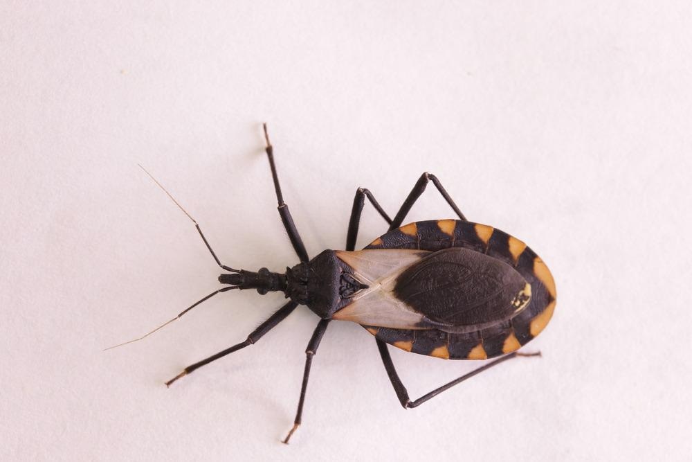Chagas Disease