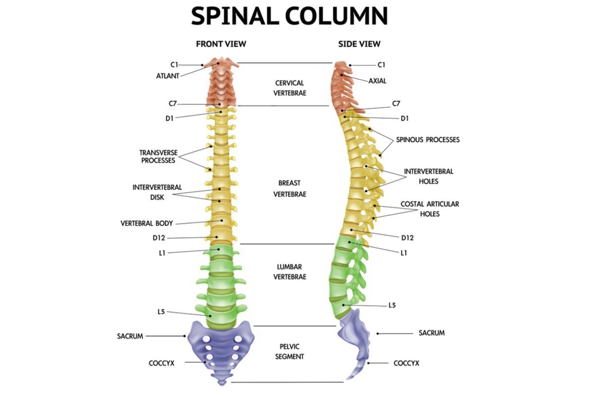 Image Credit: Macrovector/Shutterstock