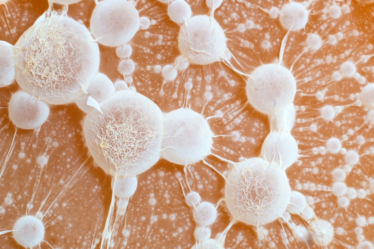 Image Credit: Nemeziya/Shutterstock.com