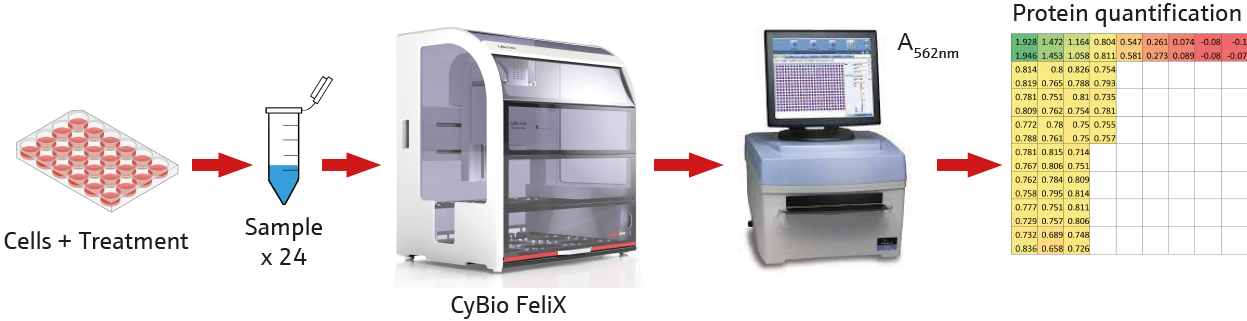 Schematic of sampling and protein quantification. Total protein from cell lysate was quantified via BCA assay. The assay was prepared by the CyBio FeliX, the obtained protein concentration information was used to normalize samples during PROTAC assay setup
