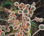 Candida Overgrowth in the Gut
