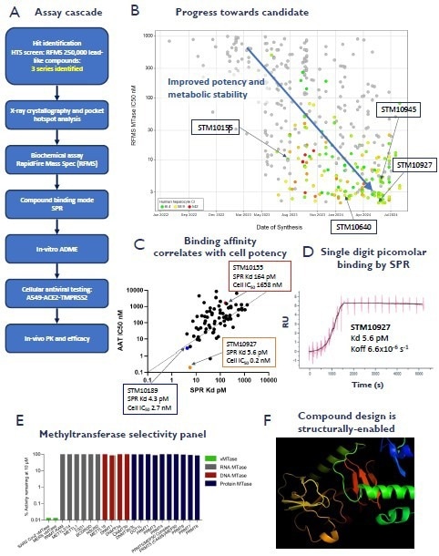 A. Schematic representation of the small molecule inhibitor profiling assay cascade. B. Graph illustrating the progress to make potent and metabolically stable analogues. C. Hit confirmation & routine design-make-test screening was performed using RapidFire Mass Spectrometry. Compounds too potent to accurately measure IC50s in the RFMS assay were tested in single cycle kinetic surface plasmon resonance (SCK-SPR). SPR binding data has an excellent correlation with antiviral cell potency against SARS-CoV-2 in A549-ACE2-TMPRSS2 (AAT) cells. D. STM10927 has single digit picomolar binding and a very slow off-rate by SCK-SPR. E. STORM methyltransferase inhibitors are virus specific. The diagram shows profiling of STM10155 in a human methyltransferase panel (Reaction Biology and STORM). Data are displayed as percent enzyme activity relative to DMSO-treated controls. F. Crystal structures of STORM compounds bound to the target are used for structure-based design