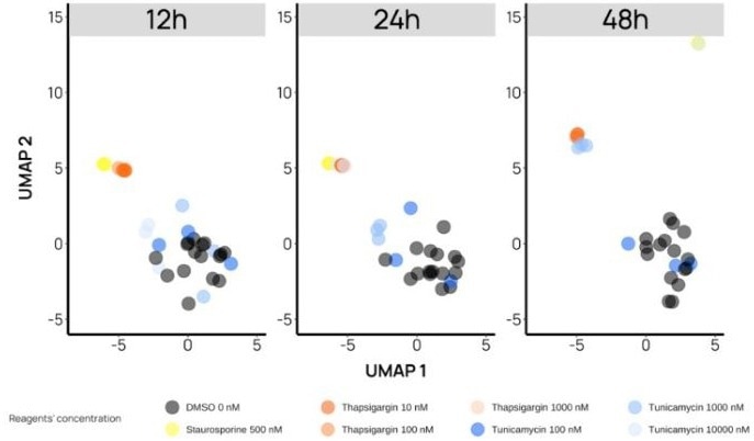 Discrimination of compounds sharing the same type of stress highlights their different MoA. In these UMAPs, Staurosporine 500 nM (yellow dots) serves as a positive control. At 12 h, the three (3) highest concentrations of Thapsigargin (orange dots) show a distinct phenotype from the negative controls (black dots), while for Tunicamycin (blue dots), the distinct phenotype appears at 24 h, only at the highest concentration. Throughout the assay, Thapsigargin and Tunicamycin phenotypes are distinct from Staurosporine (except for a single replicate of Tunicamycin at 48 h)
