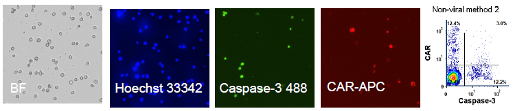 Developing image-based T-cell assays for monitoring apoptosis and CAR expression