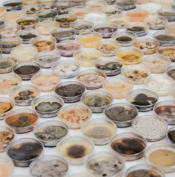 Expanding discovery with chemical diversity in natural product libraries