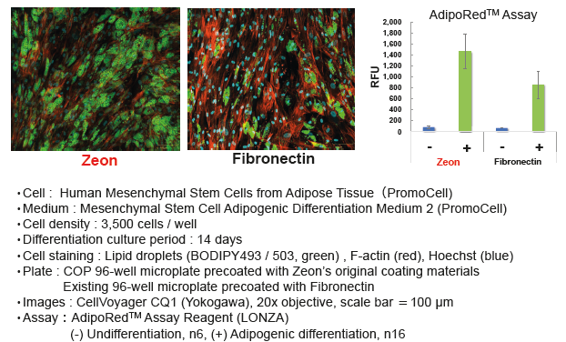 Adipogenic differentiation