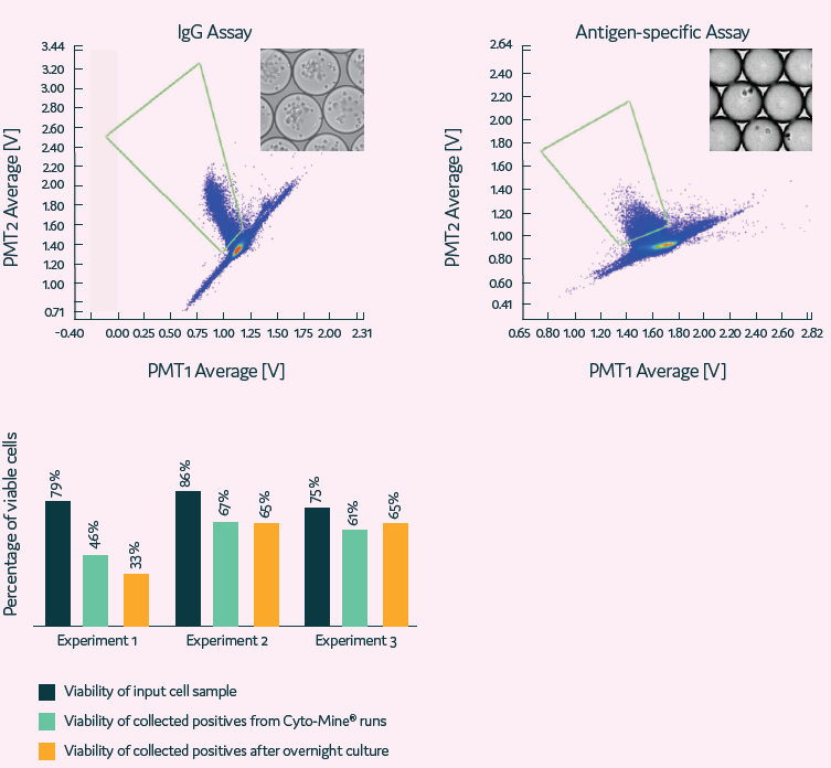 High-throughput single B cell screening using whole B cell repertoire. Selection of B cells based on secretion of IgG and/or antigen specificity