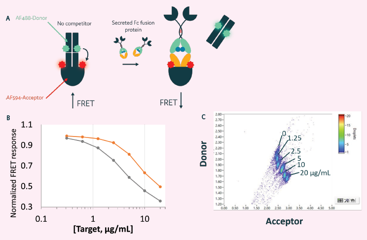 Clone selection for cells secreting Fc Fusion proteins. A) A quantitative competition FRET assay, used to detect human Fc fusion proteins. B) Can be used to detect Fc fusion proteins in a plate reader assay format. C) Can also be used with Cyto-Mine® to detect secreted protein.
