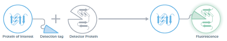 Fluorescence complementation technology used within the eProtein Discovery Cartridge to detect soluble protein expression