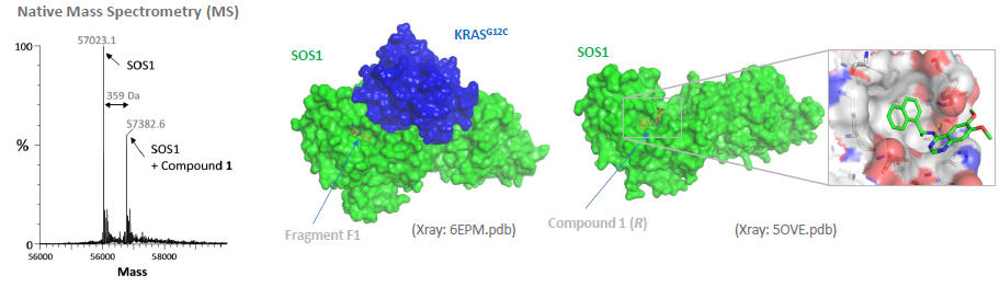 X-Ray: Fragment 1 and Compound 1 bind into same surface pocket of SOS1.