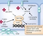 Finding success in biochemical screening and cell-based pathway screening