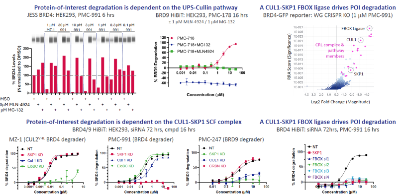 PhoreMost degraders function through a differentiated TPD mechanism-of-action involving the CUL1-SKP1 SCF complex