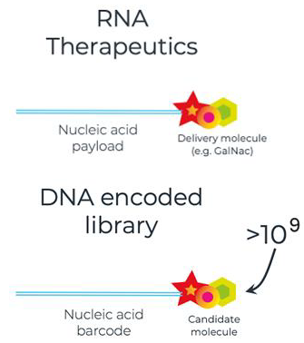 DELiveri®: A high-throughput, hypothesis-free screening platform for identifying novel delivery molecules for RNA therapeutics