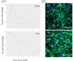 In vitro modeling of small airway epithelium for studying barrier function and mucociliary clearance