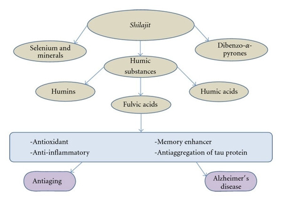 Shilajit, its main components, and potential uses based on the properties of fulvic acid. This phytocomplex, known as shilajit, is mainly composed of humic substances. One of them, fulvic acid, is known for its properties such as antioxidant, anti-inflammatory, and memory enhancer. Novel investigations suggest that fulvic acid acts as an antiaggregation factor for tau protein in vitro, indicating that it may be a potential anti-Alzheimer’s disease molecule.