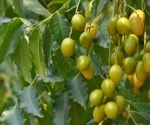 Neem - Evidence-Based Health Benefits