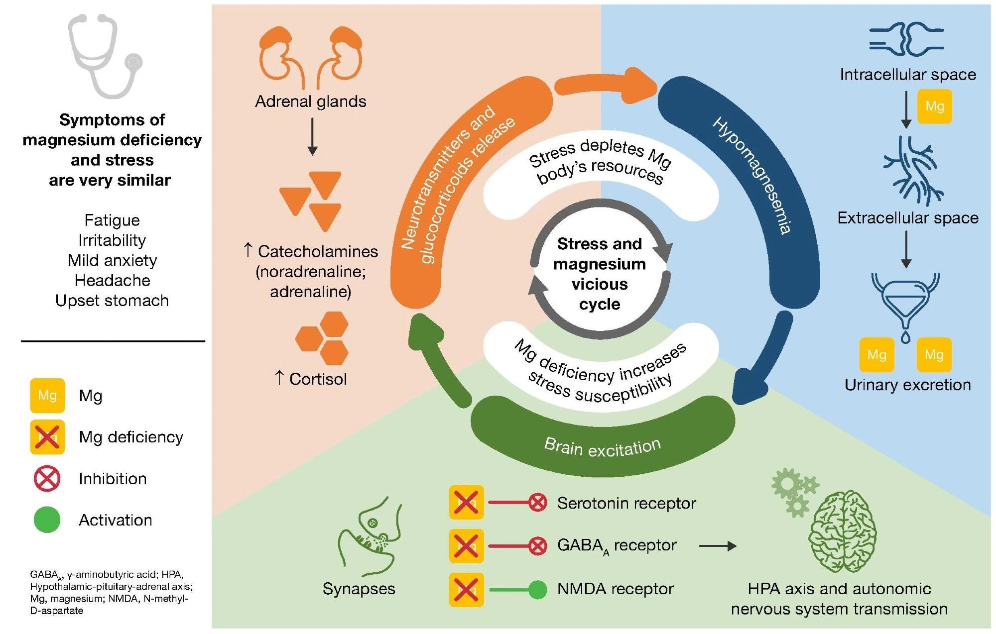 Symptoms of magnesium deficiency and stress are very similar.4
