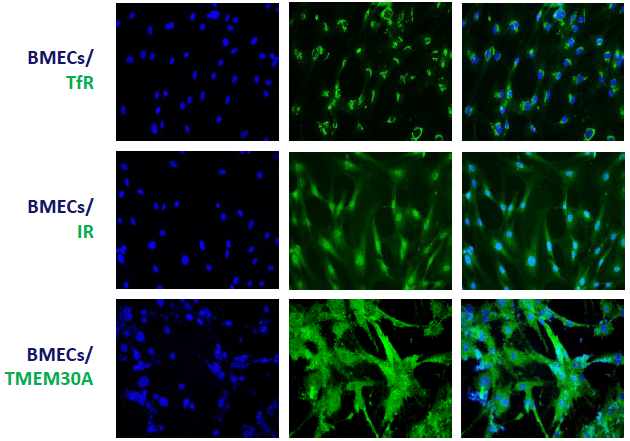 Co-culturing endothelial cells and pericytes to assess drug BBB penetration