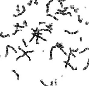 The human genome is said by some to be the