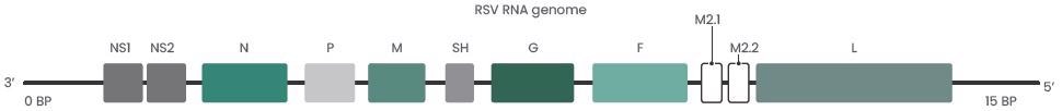 The applications of respiratory syncytial virus antigens and antibodies in therapeutic and immunological development
