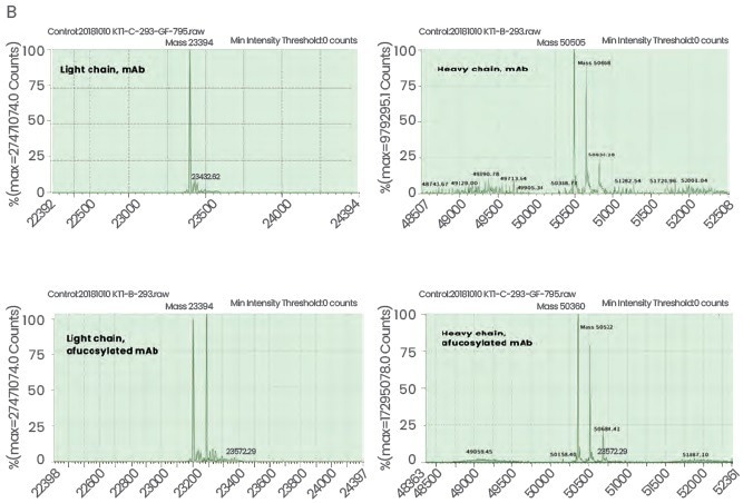 High-yield afucosylated mAb expression to aid in therapeutic antibody efficacy