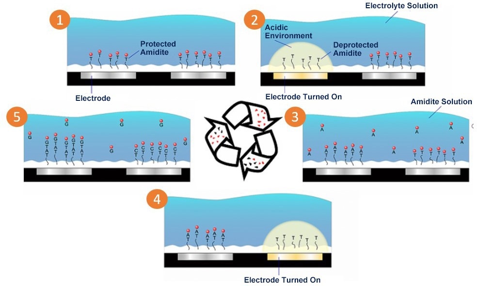 Facilitating antibody–drug and vaccine development with CRISPR/Cas editing tools