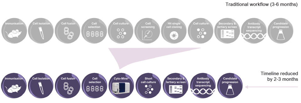 Accelerated workflow in hybridoma screening.