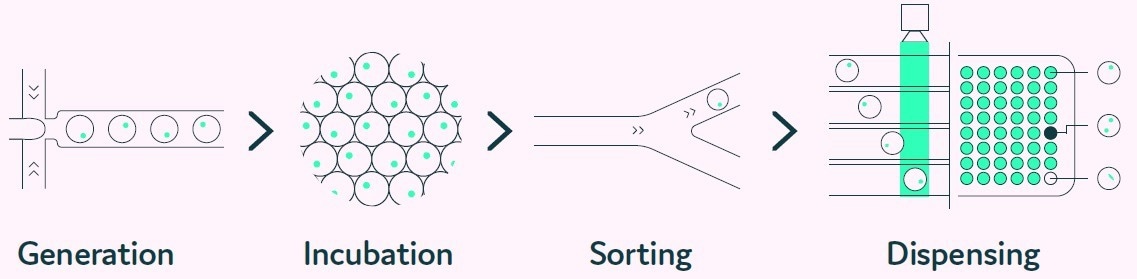 Finding and isolating high-production clones with monoclonality