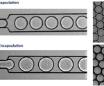 Fast track antibodies: Identifying and isolating rare antibody-secreting cells effectively