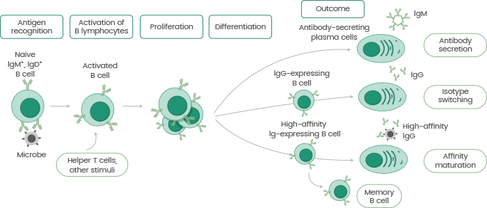 Advances in the development of antibody production