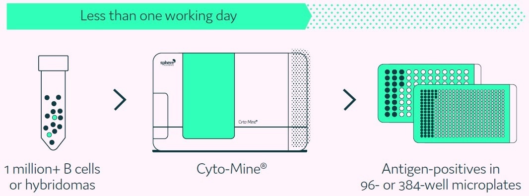 Introducing a high-throughput method for identifying rare cells from B cell repertoires and hybridoma fusions
